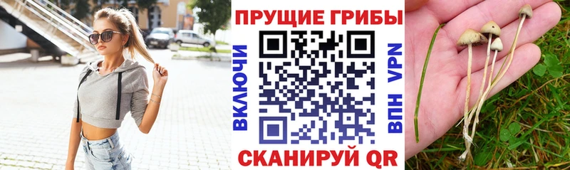Галлюциногенные грибы Psilocybe  как найти закладки  Нерюнгри 